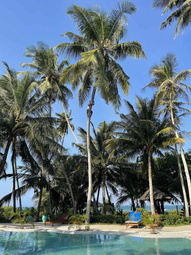 A man climbs a coconut tree near the beach on the Kenyan coast.